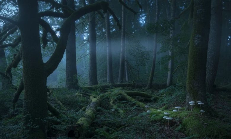 In a Dark Dark Wood: A Journey Into Mystery and Meaning