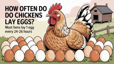 How Often Do Chickens Lay Eggs? A Complete Guide for Beginners